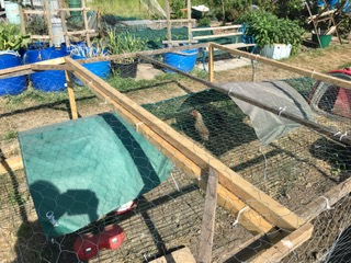 Chickens at the allotment